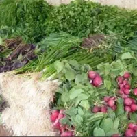 سبزی تازه ی طبس