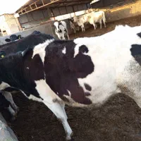 گاو ابستن و شیری|حیوانات مزرعه|مشهد, گنبدواز|دیوار