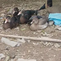 فروش اردک خارجی ۵ ماه
