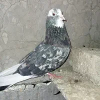 کفتر