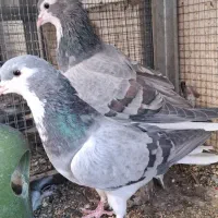 دمگیر ابری|پرنده|اصفهان, جی شیر|دیوار