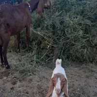 4عدد بز جوان پاکستانی|حیوانات مزرعه|تربتحیدریه, ابوذر|دیوار