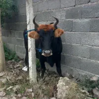 کاو چالوسی ۸ ماه شکم با برگه معاینه فروشی