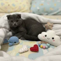 بلو کت اسکاتیش فولد