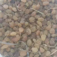 کشمش بی دانه مرغوب / عمده