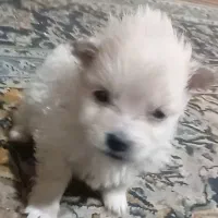 توله شیتزوپامر