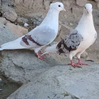 کبوتر پلنگ نباتی