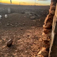 کود گوسفندی درجه یک|خدمات باغبانی و درختکاری|چترود, |دیوار