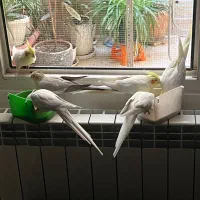 عروس هلندی لوتینو و آلبینو