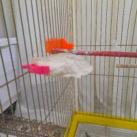 قفس پرنده|لوازم جانبی حیوانات|نیشابور, پنجراه|دیوار