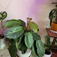 فروش استند به همراه گلدان ها|گل و گیاه طبیعی|دوگنبدان, |دیوار