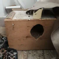 عروس هلندی ماده  زیبا سرحال|پرنده|اطاقور, |دیوار