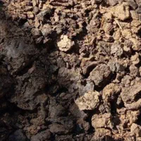 کود گاوی محلی