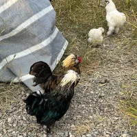 مرغ و خروس مینیاتوری|حیوانات مزرعه|میانه, |دیوار