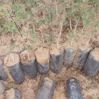 نهال پسته وحشی نهال بنه