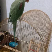 شاه طوطی ماده|پرنده|مشکیندشت, |دیوار