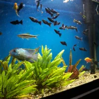 اکواریوم کمری و ماهی|ماهی|دماوند, دماوند|دیوار