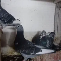 چند عدد. پرنده پلاکی|پرنده|اهواز, کوی علوی|دیوار