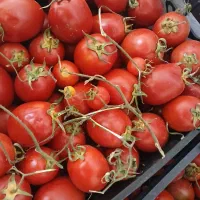 فروش گوجه سبدی