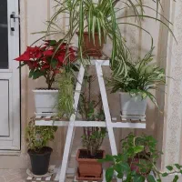 استندگلدان