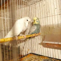 عروس هلندی ومرغ عشق انگلیسی