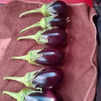 بادمجان مخصوص ترشی و مگدوس