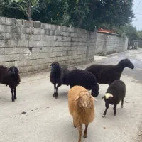 گوسفند ماده با بره تر و تمیز فروشی|حیوانات مزرعه|نوشهر, |دیوار