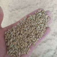 جو  و یونجه کاه