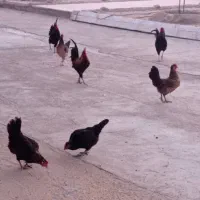 مرغ و خروس محلی