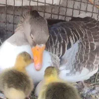 غاز محلی شمالی