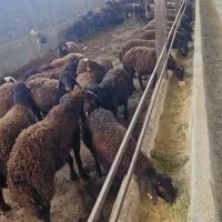 فروش 100 راس بره پرواری چاق