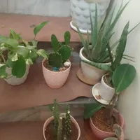 ابچکان دومتری و|حراج|شیروان (خراسان), |دیوار