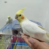 عروس هلندی|پرنده|بن, |دیوار