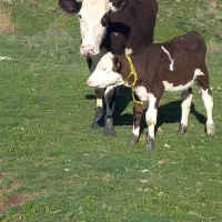 گاو شیری مور سیمتال