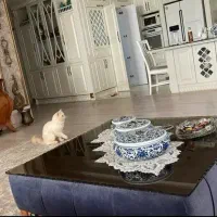 نظافتچی خانوم