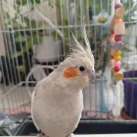 عروس هلندی|پرنده|کرج, شهرک اوج|دیوار