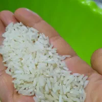 جوانه برنج طارم هاشمی درجه یک