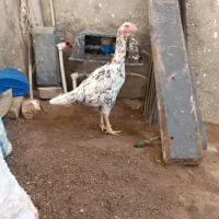 مرغ لاری اصیل