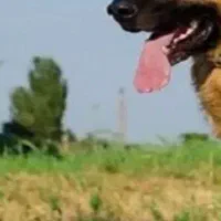 سگ ژرمن