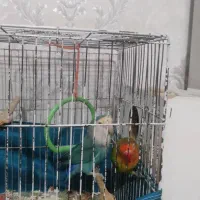 طوطی برزیلی نرو ماده