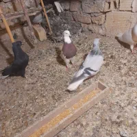 کبوددمسفید ماده|پرنده|قزوین, |دیوار