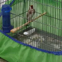 سهره 2ساله تازه تخت جفتی جوجه قفس