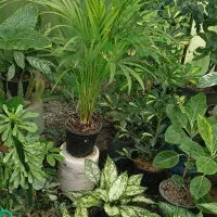 فروش گلو گیاه