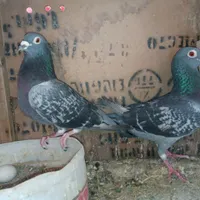 نرماده مسافتی|حیوانات مزرعه|زابل, |دیوار