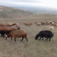 ۵۰عدد گوسفند بره دار. یلنی آبستن|حیوانات مزرعه|سرعین, |دیوار