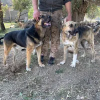 توله سگ سرابی