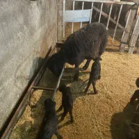 گوسفند نر و‌ماده هموزیگوت و هتروزیگوت چند قلو زا