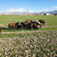 گوسفند داشتی