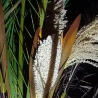 گرده خرما|خدمات باغبانی و درختکاری|دهدشت, |دیوار
