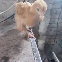 جوجه مرغ برهما گلین لاری